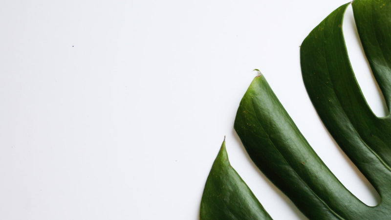 Feuille verte botanique sur fond blanc, actifs naturels K-beauty